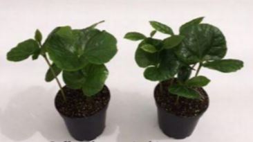 2" Coffee Arabica